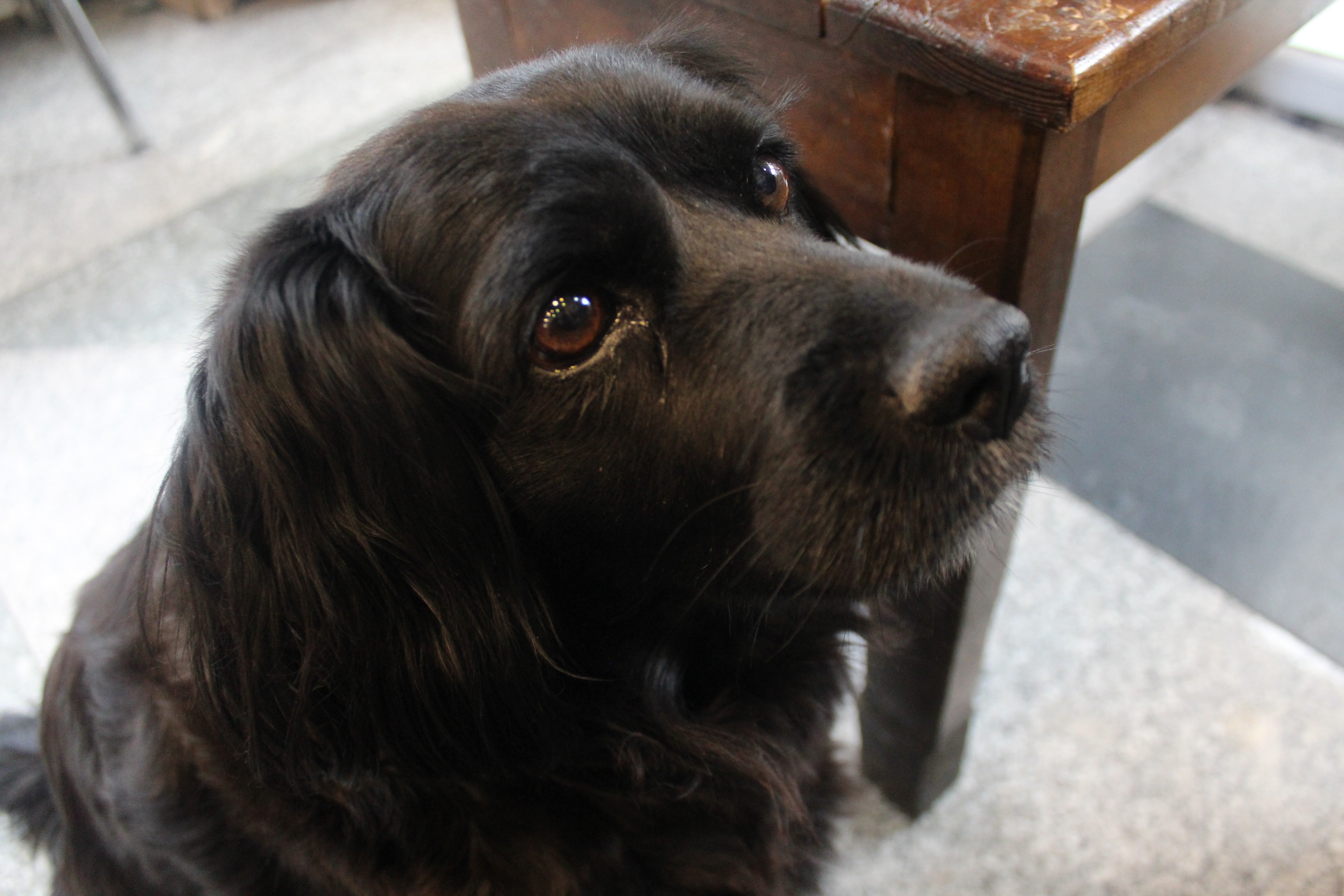 Akıllı köpek Zeytin alışverişini kendisi yapıyor | Independent Türkçe