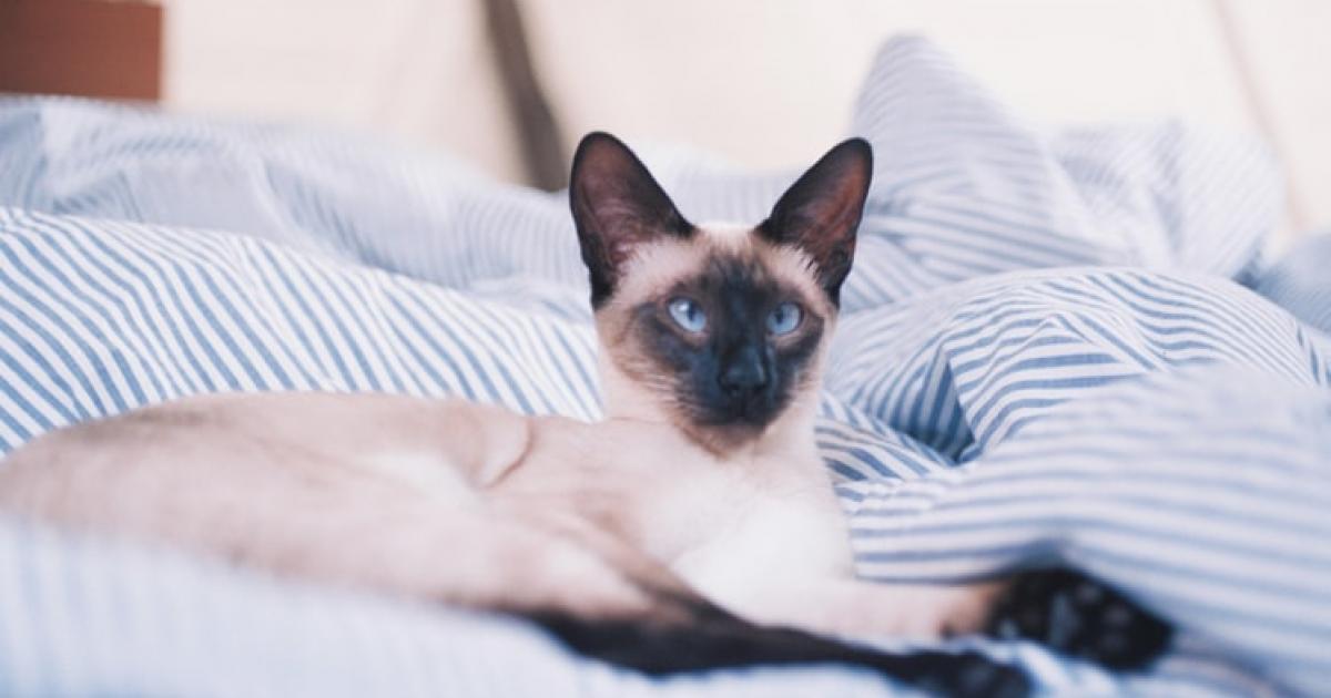 Kedi paraziti insan beynini kontrol edebilir mi? Independent Türkçe