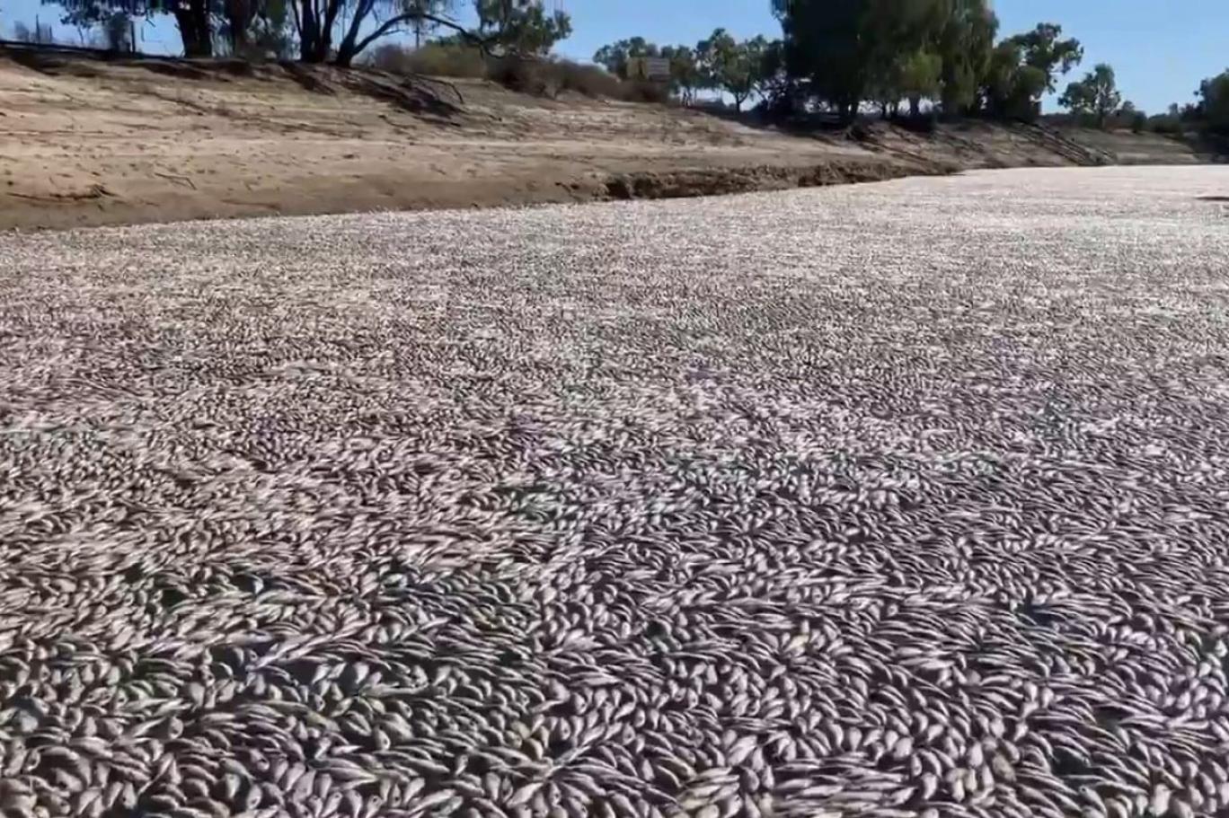 Avustralya'da milyonlarca ölü balık bir nehrin yüzeyini battaniye