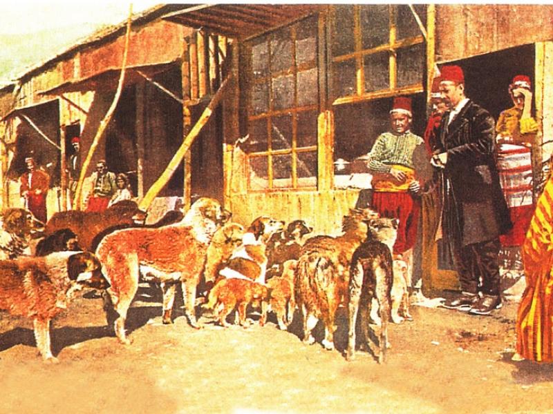 merkeplere hayvan