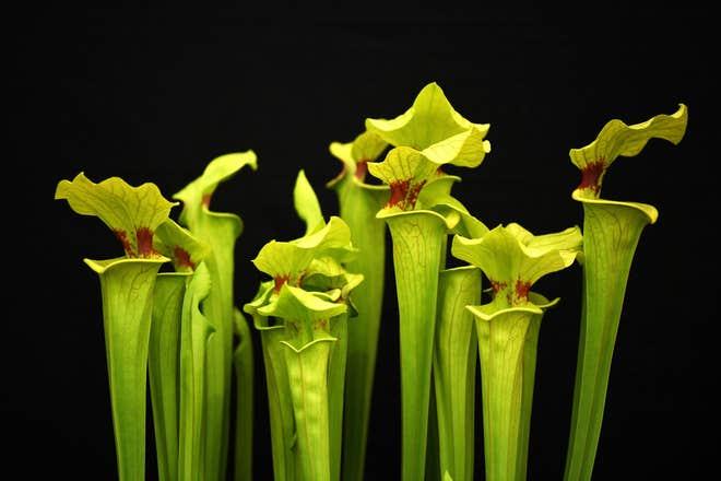 meat eating pitcher plant.jpg