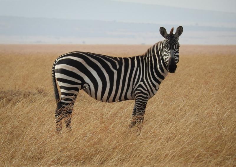 zebra.jpg