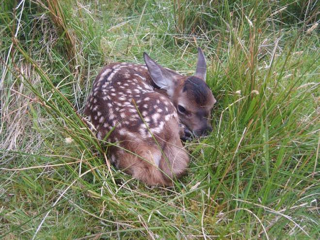 red-deer-calf-rum.jpg