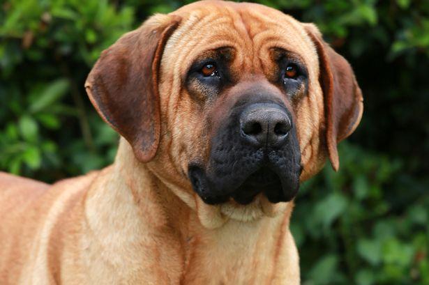 0_Purebred-japanese-tosa-inu-head-shot-closeup.jpg