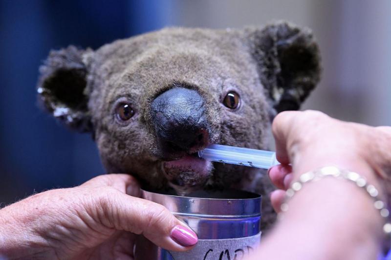 Koala Avustralya AFP.jpg