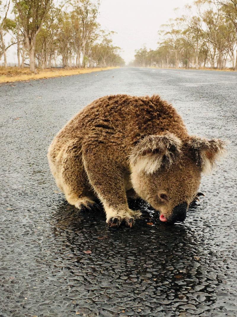 koala reuters