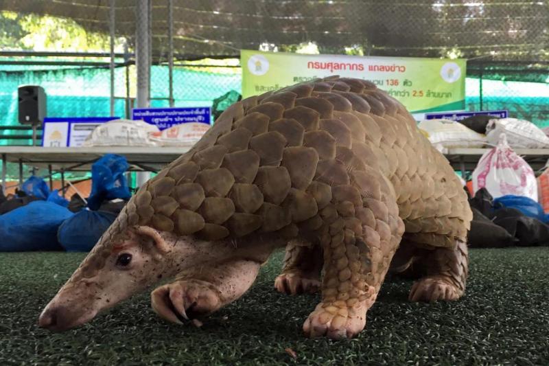 pangolin reuters.jpg