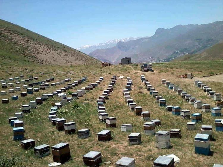 Hükümdarların tercihi ettiği bal, Hakkari balı (5).jpg