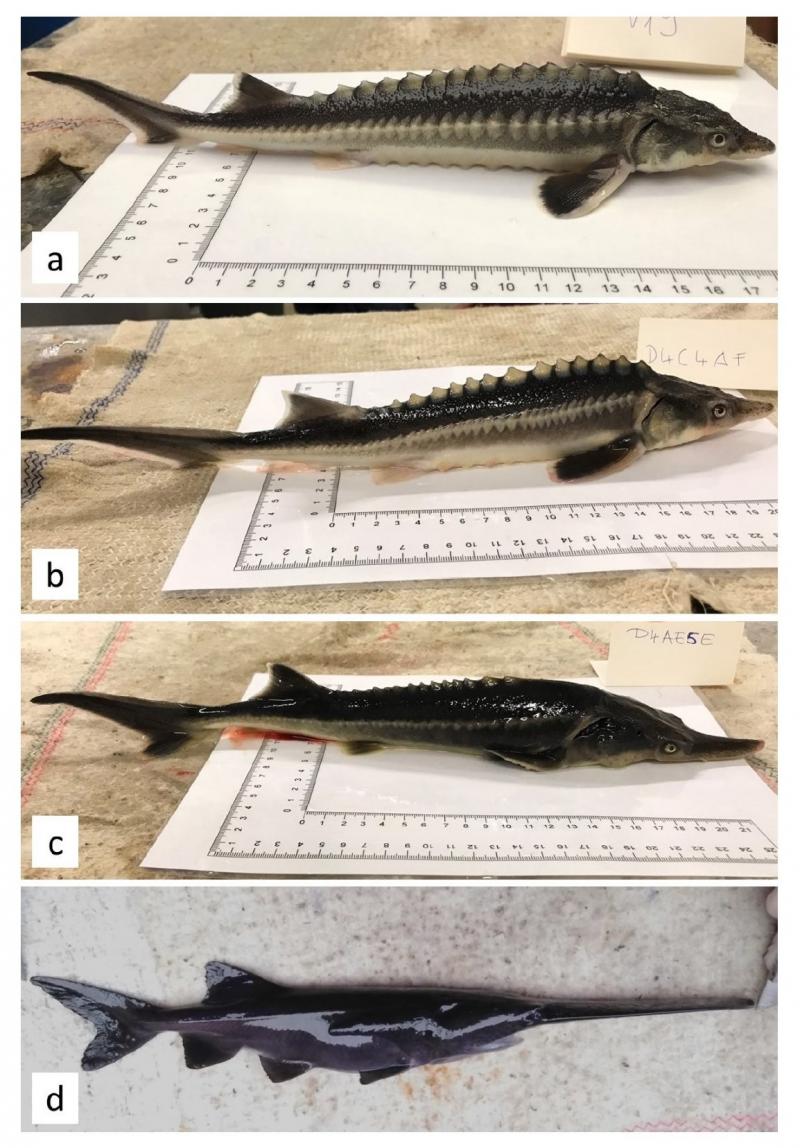 15TB-STURGEON2-superJumbo.jpg