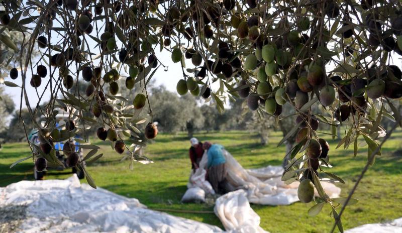 zeytin hasatı temsili