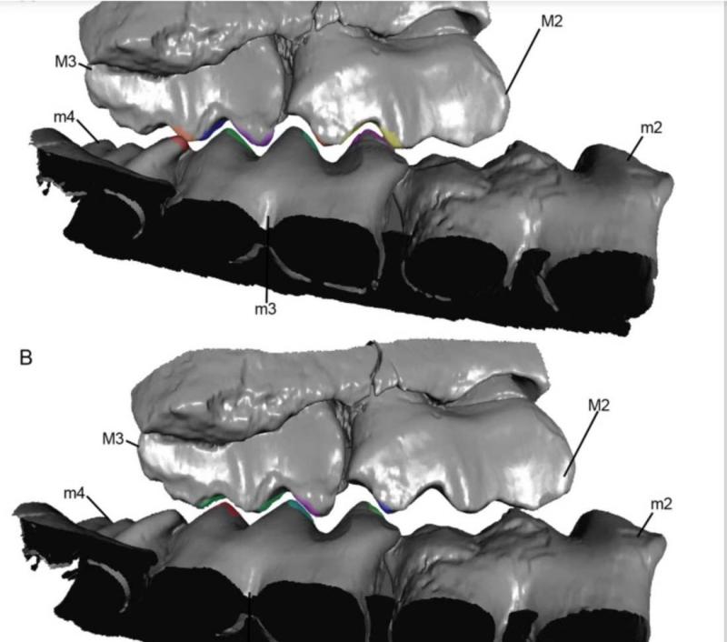 tooth-2.jpg