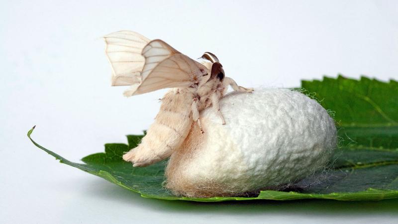 silkworm_cocoon-596b6bf33df78c57f4a8a5e4.jpg