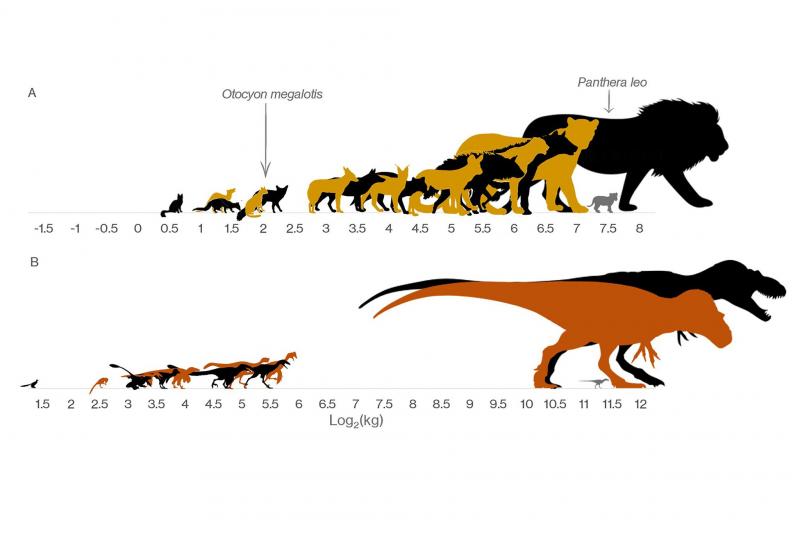 25DINO2-superJumbo.jpg