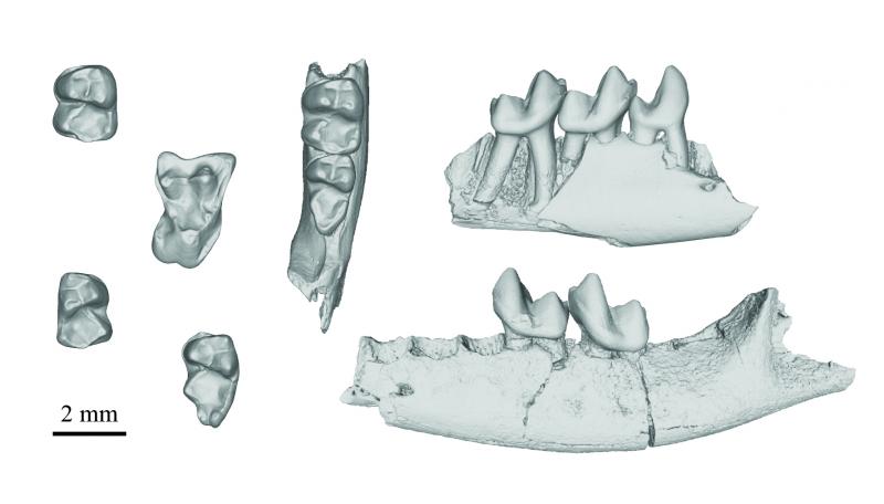 Specimen-image-for-press-Feb012021-v2.jpg