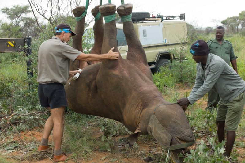 Rhino Hanging Upside Down_RobinRadcliffe.jpg