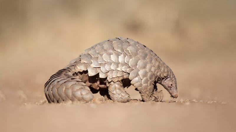 2019_07_pangolin.jpg