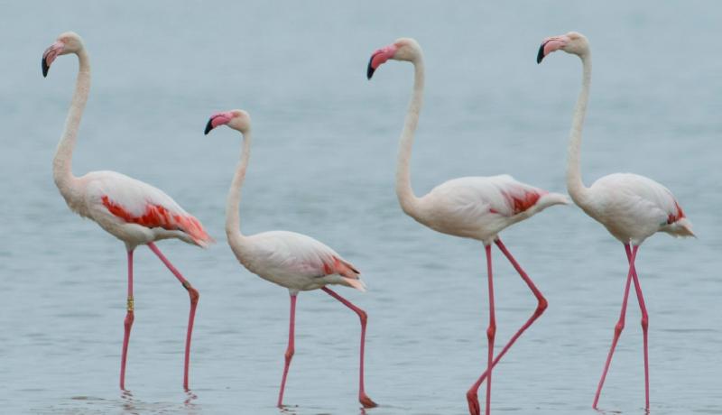 Flamingolar Foto Alper Tüydeş.jpg