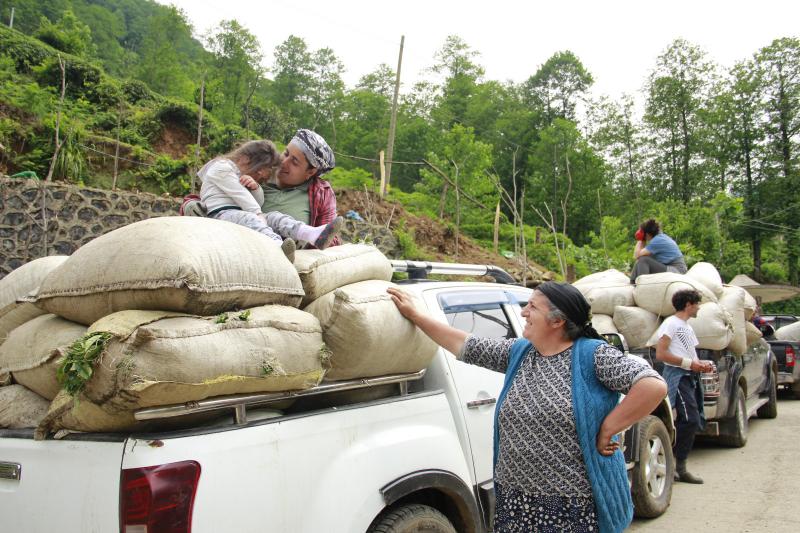 Çay üreticisi Foto: Eren Dağıstanlı