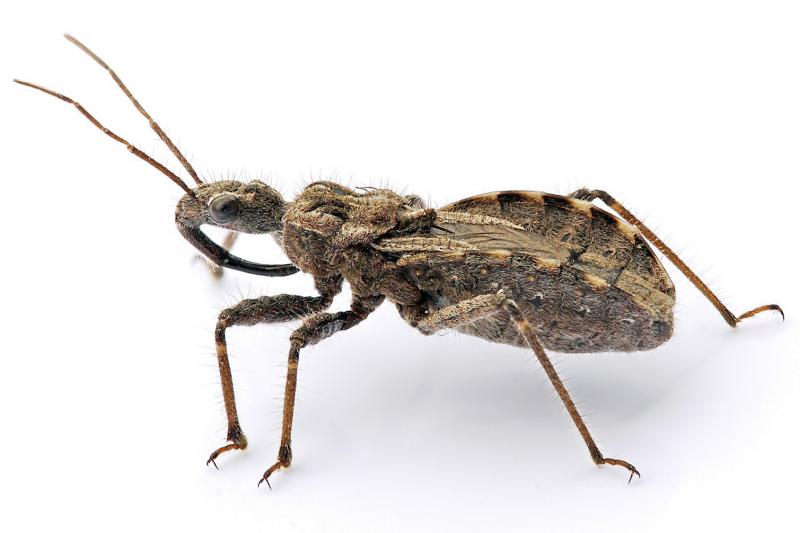 Assassin_bug_aug08_02.jpg