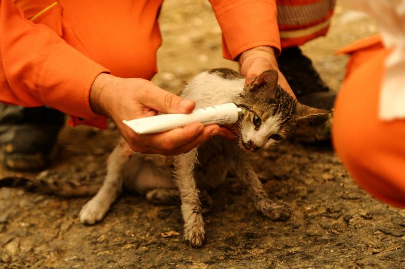 kedi yangın reuters