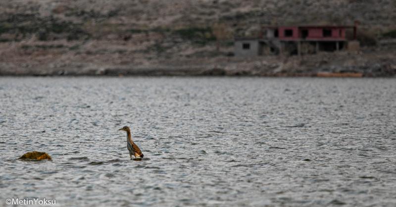 kimi-yerlerde-su-sig-su-ustunde-duran-kus-hasankeyf-magaralari-ve-gun-yuzune-cikmis-evler (2).jpg