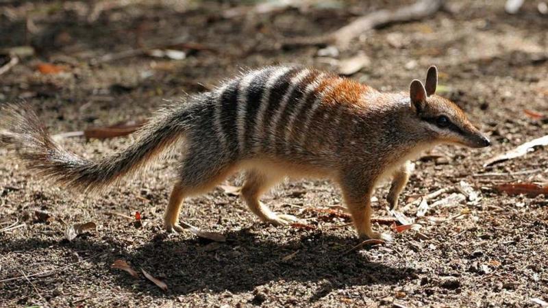 numbat.jpg