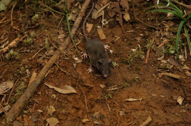 Crocidura