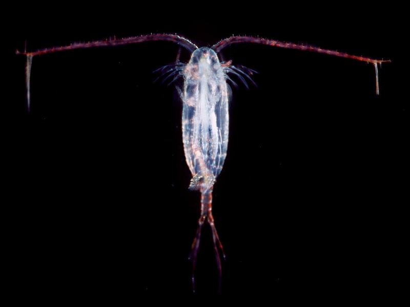 Copepoda