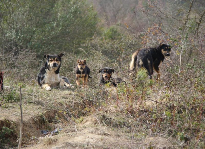 doğayabırakılanköpek.jpg