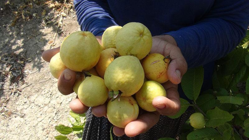 Ejder meyvesi, guava, liçi… Türkiye'de hangi tropik meyveler yetişiyor, neden çok pahalı, üreticiye ne kadar kazandırıyor? | Independent Türkçe