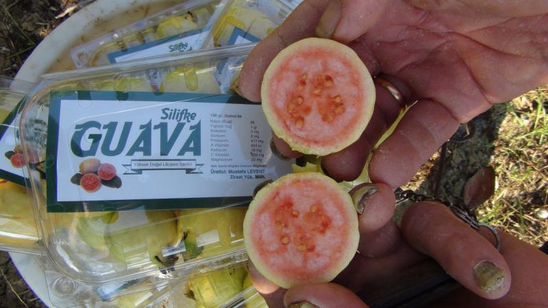 Guava İHA