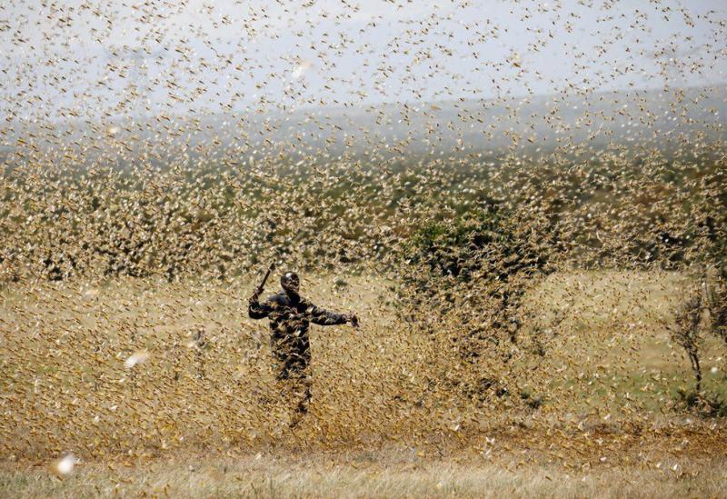 Kenya'nın Laikipia bölgesinde halk çekirge istilaları karşısında zorlu mücadeleler veriyor (Reuters).jpg