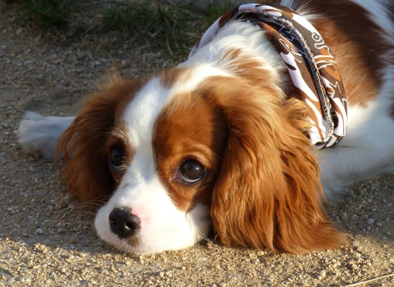 Cavalier King Charles.jpg