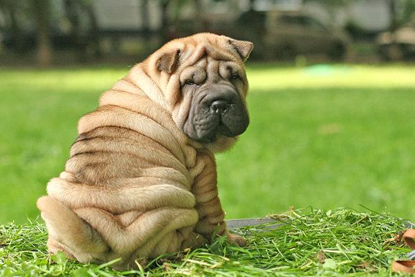 Shar_pei_puppy_(age_2_months).jpg