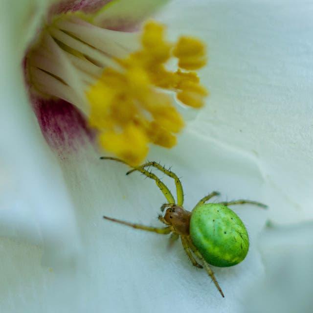 Araniella cucurbitina