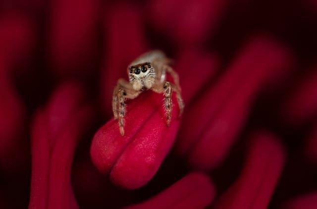 Salticidae