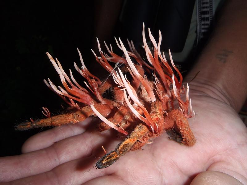 Ophiocordyceps_caloceroides.jpg