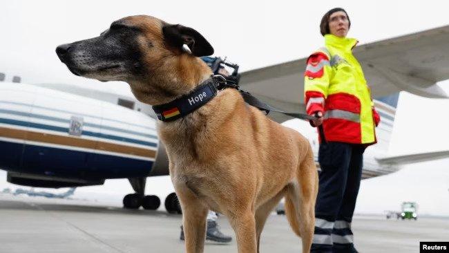 alman köpek