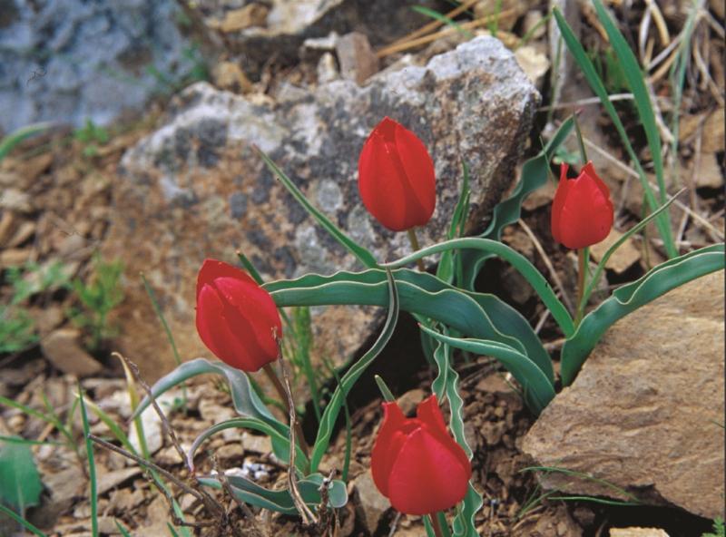 dağ lalesi