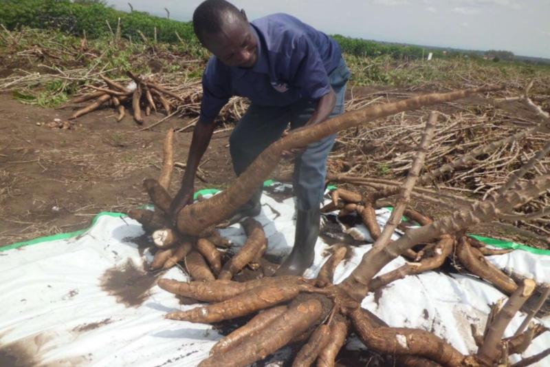 Afrika genelinde bolca tüketilen lif zengini kassava, tatlı patates ve yam kök bitkileri ve bunlardan elde edilen un, glüten ve alerjen içermiyor.jpg