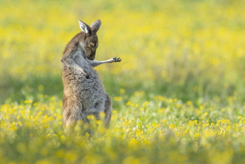 1_over-all-winner-and-creatures-of-the-land-winner_jason-moore_air-guitar-roo.jpg