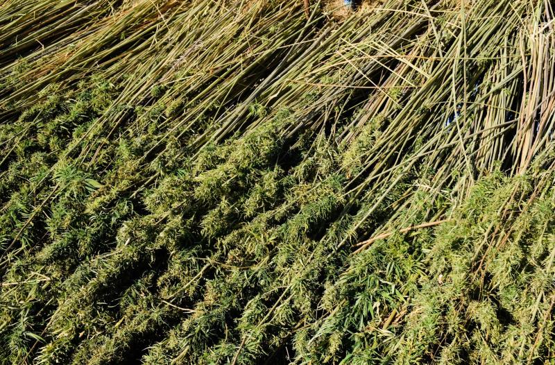 Yeni hasat edilmiş kenevir/ Fotoğraf: Yelbis