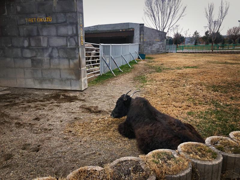 Kayseri Hayvanat Bahçesi Tibet Öküzü