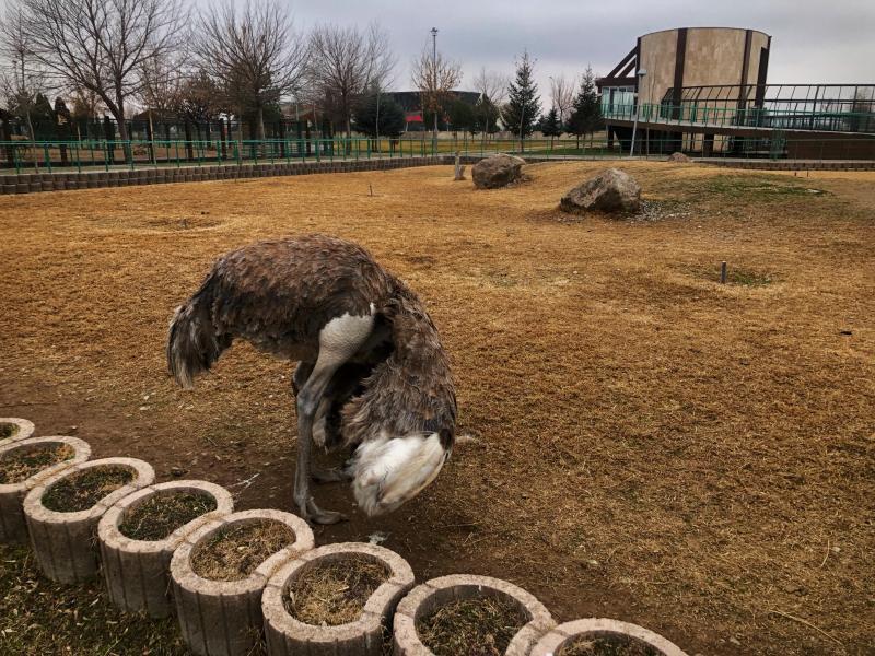 Kayseri Hayvanat Bahçesi devekuşu