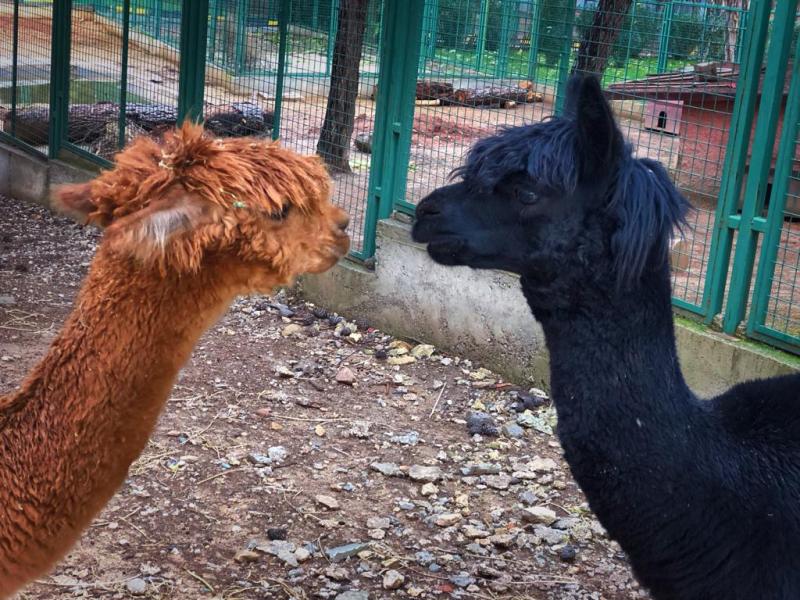 Gaziantep Hayvanat Bahçesi alpaca