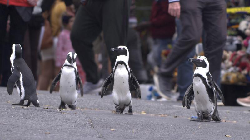 Afrika penguenleri