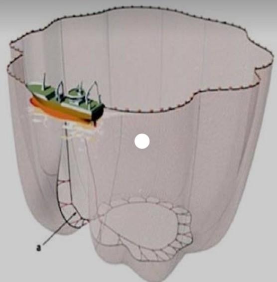 Şekil 3. Gırgır ağlarının denizde kullanım şekli