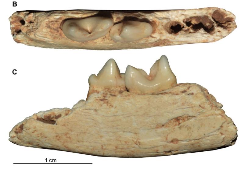 Prionailurus kurteni