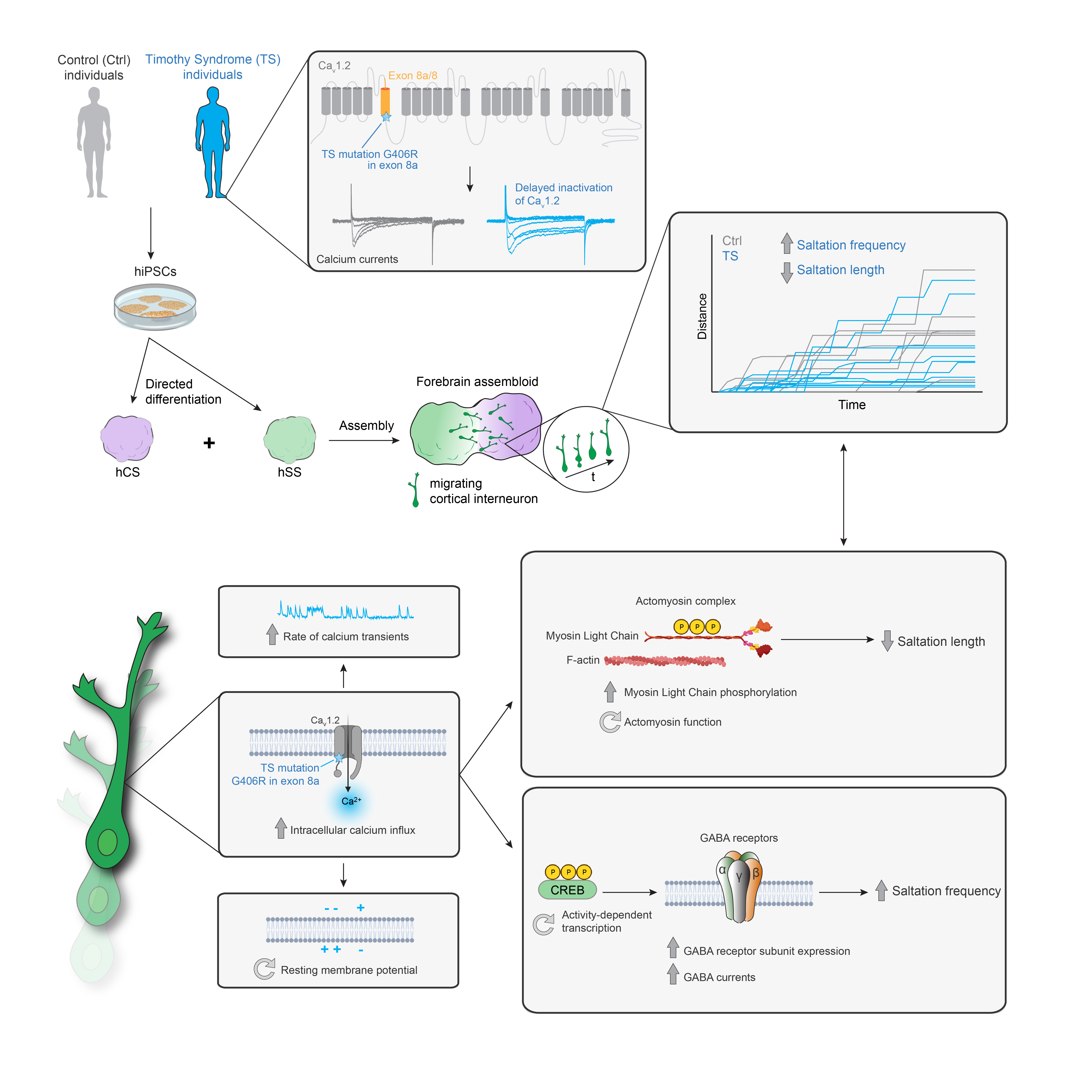 Graphical Abstract v7-01.jpg