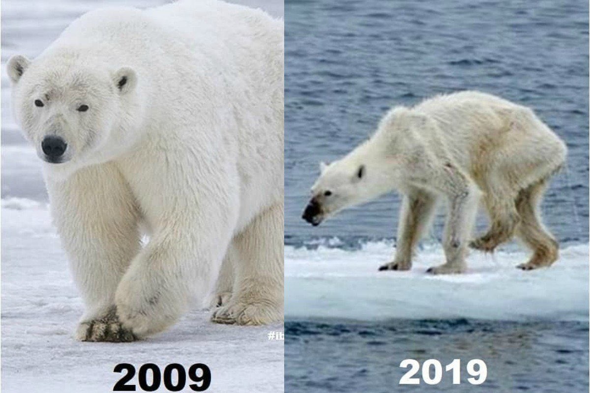 Hayvanlar 10 year challenge